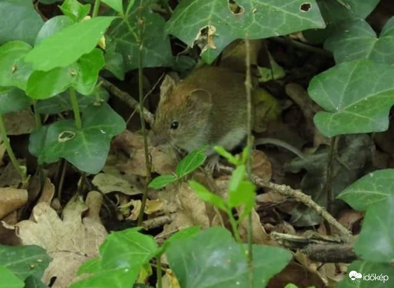 A Kiserdő kis lakója