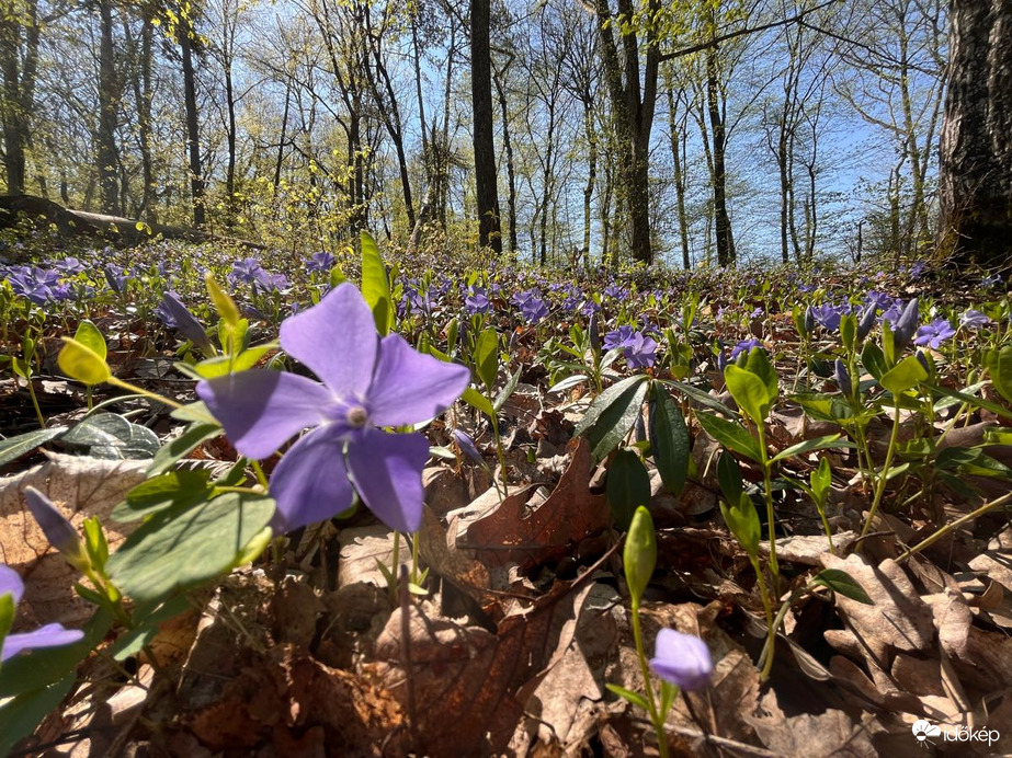 Észlelési fényképek