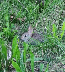 Üregi nyuszi ül a fűben
