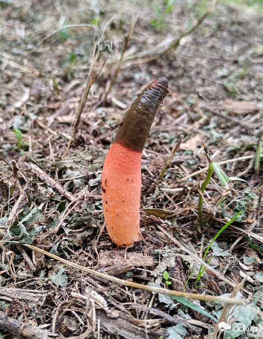 Elegáns kutyaszömörcsög gomba