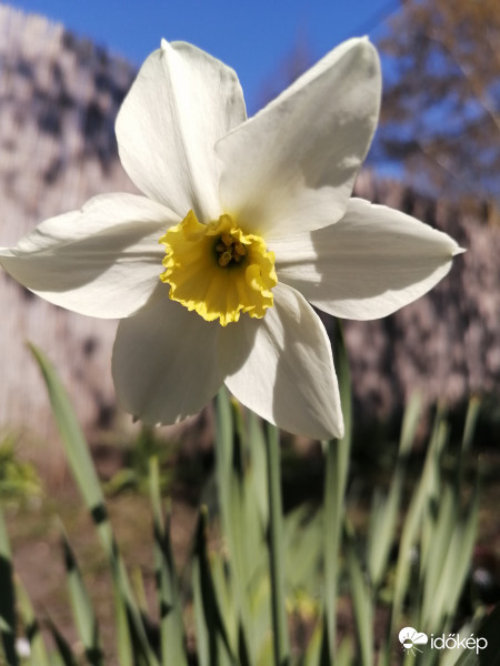 Fehér nárcisu
