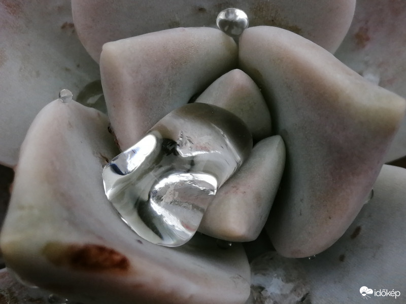 Gyöngy és gyémánt a lövirózsán