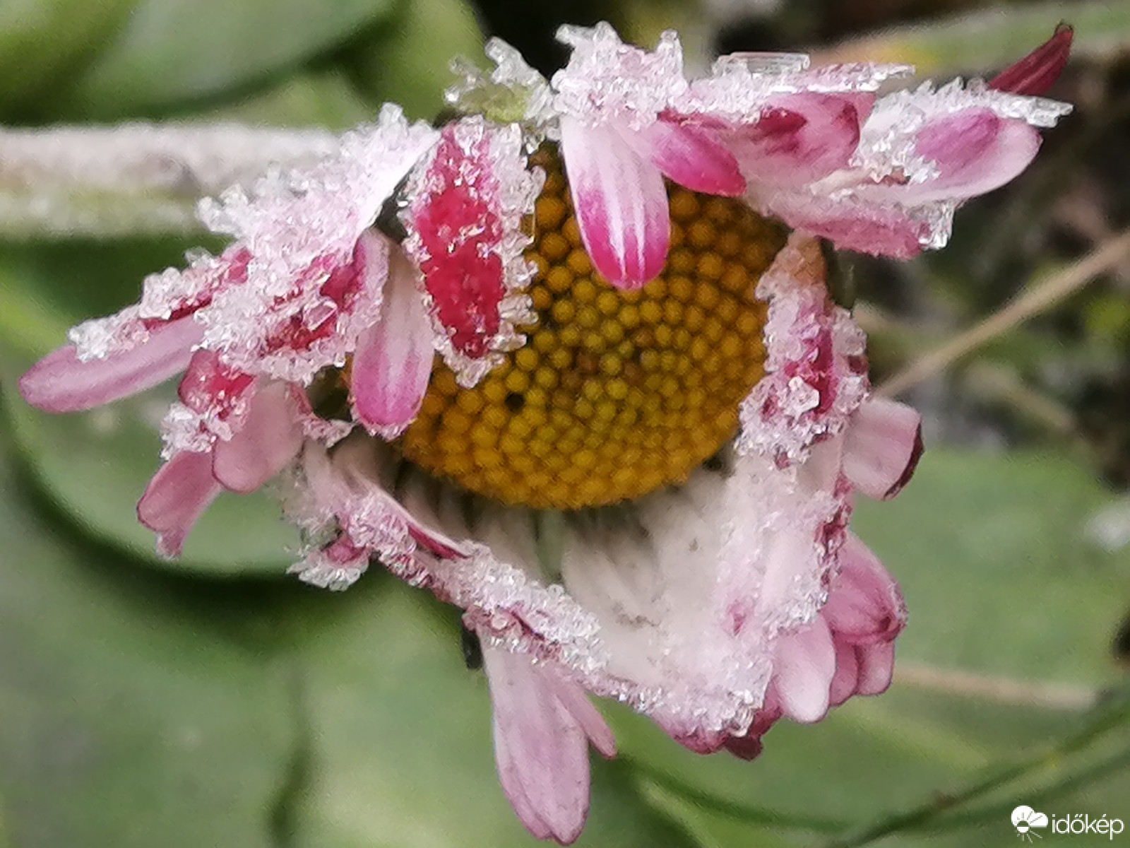 Zúzmarás százszorszép