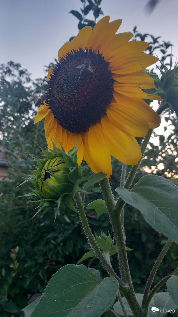 Budapest XVI.ker - Cinkota