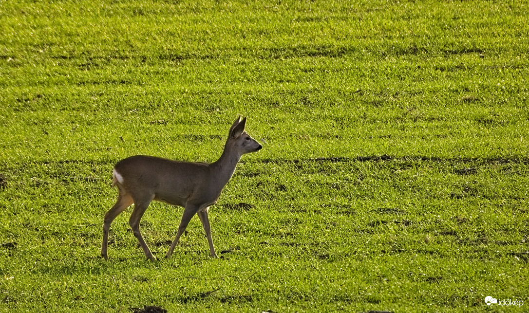 Napsütéses januári