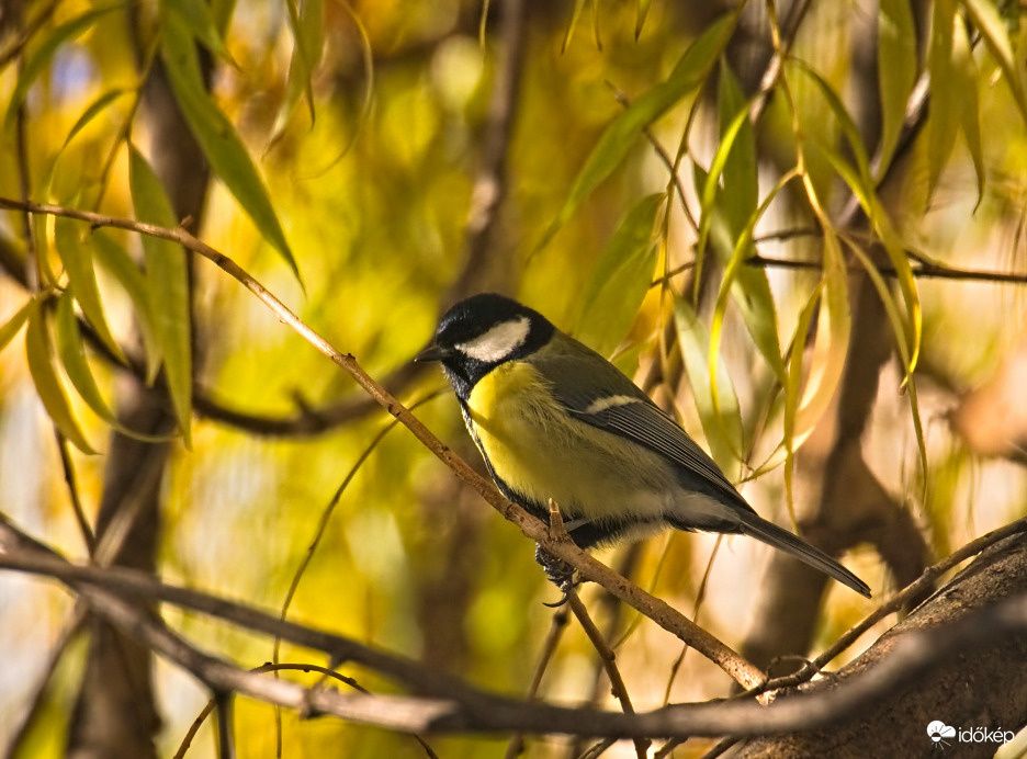 Cinke az őszi napon