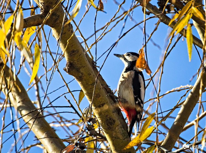 Harkály a derült időben