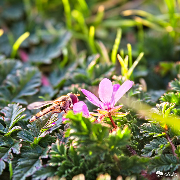 Zengőlégy. Január elsején.