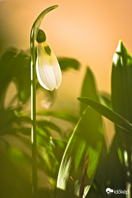 Délutáni hóvirág