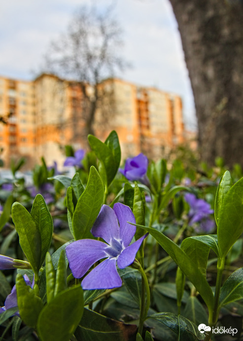 Tavasz a panelek között