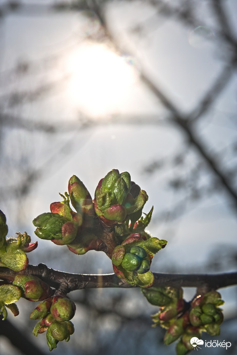 Tavaszi rügyezés 2022