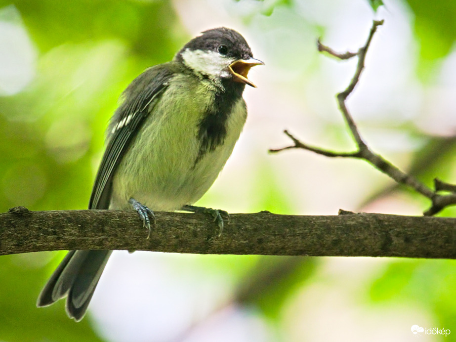 A reggeli "zajforrás" :D 