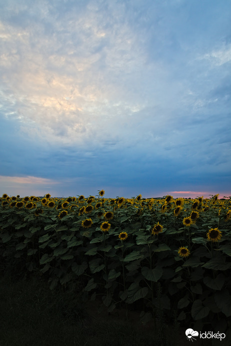 Somogyi napraforgók estéje