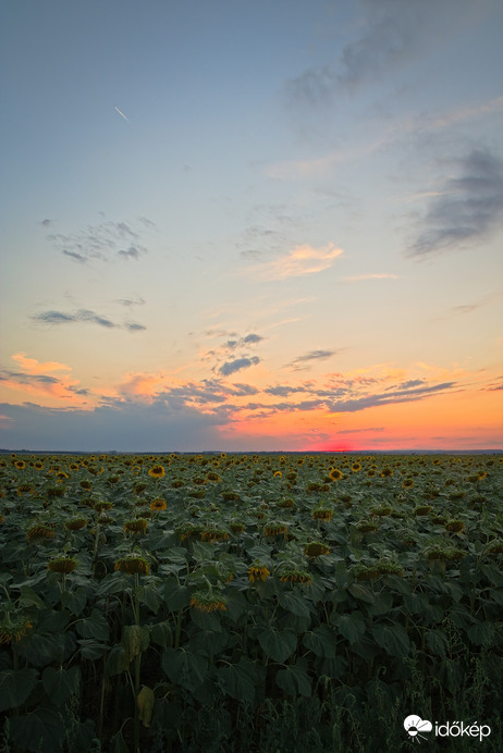 Napraforgós lemente Tolnában