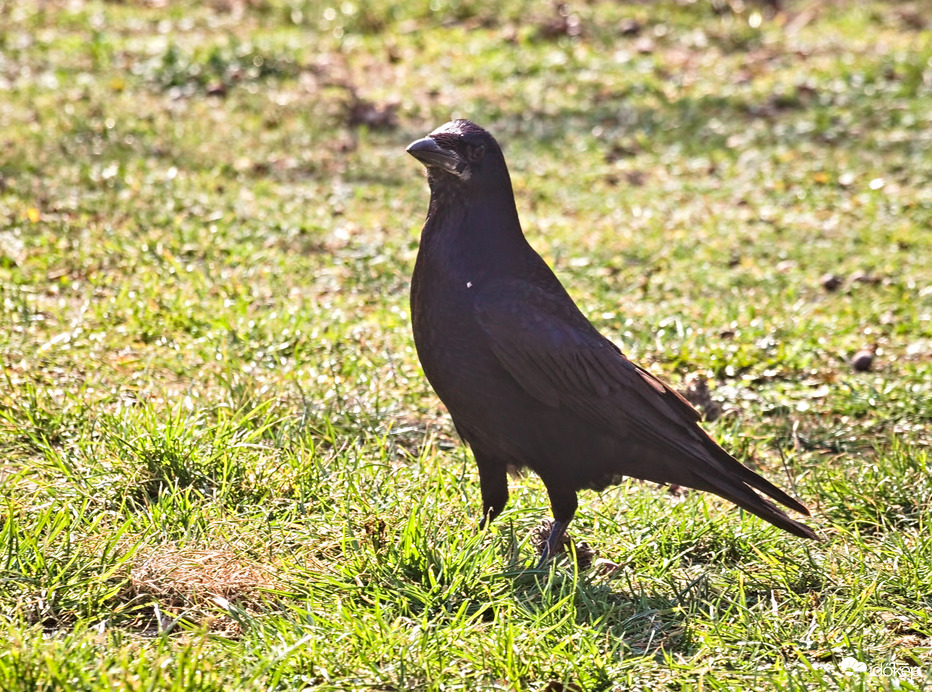 Napsütötte tavaszi varjú :D 