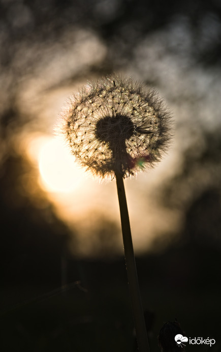 A mai naplemente... bolyhos :D