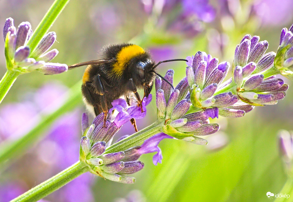 Kerti szárnyas mackó :)