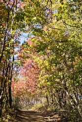 Színes fák a Vértesben