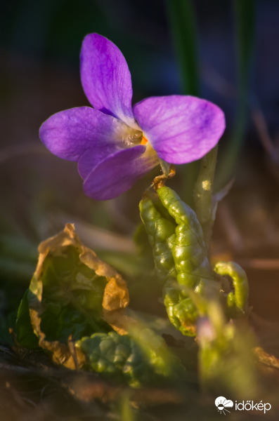 Március eleji ibolya