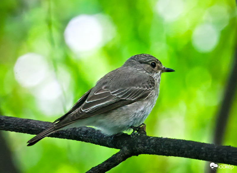 Esővédett búvóhely