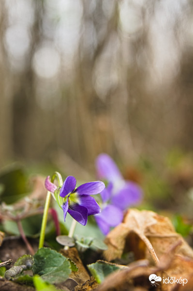 Az erdő mélyén...