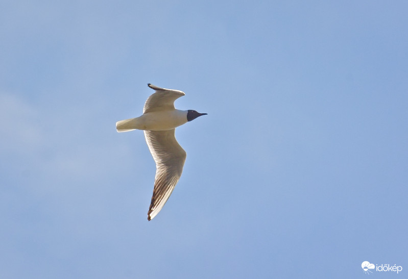 Derült ég sirállyal