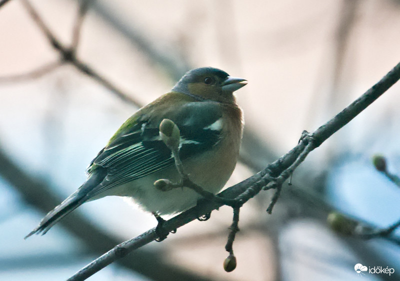 Hol késik már a tavasz?