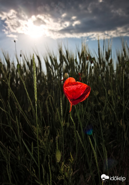 Pipacs a felhők alatt