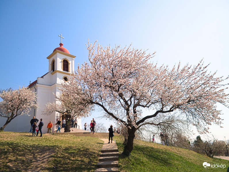 Pécs, tavasz, mandula