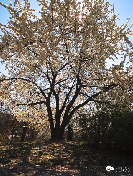 Tavaszi fánátfénylős