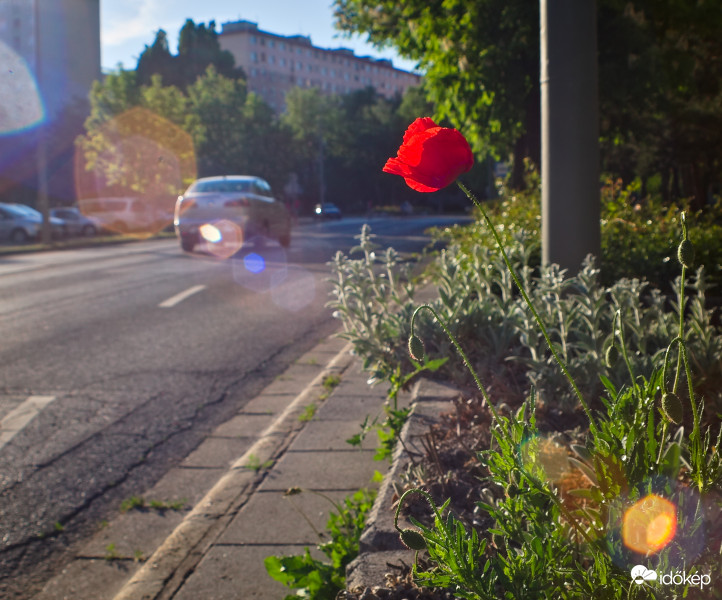 A városba beszökő tavasz - urbán pipacs