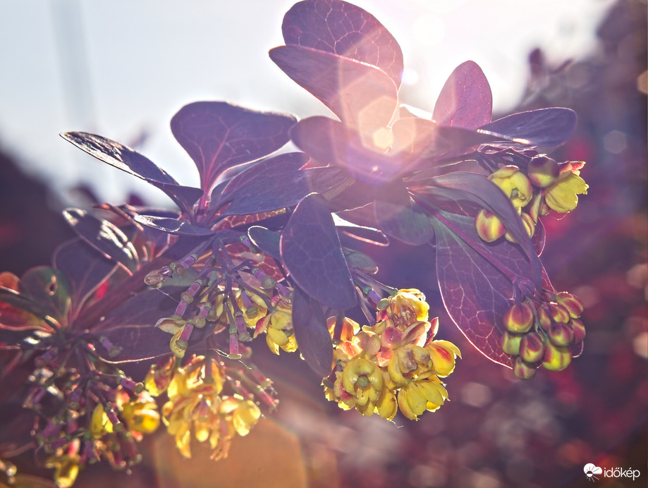 Tavaszi bokorkáosz napsütéssel