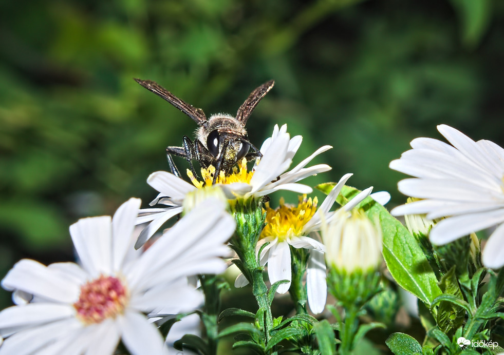 Őszi fürkészdarázs
