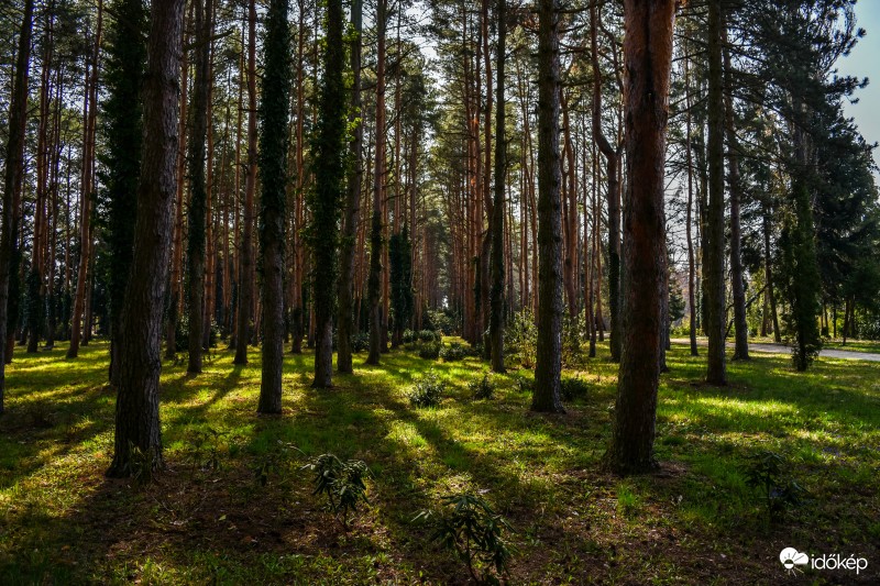 Arborétum