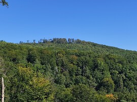 Tamási