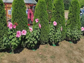 Tamási