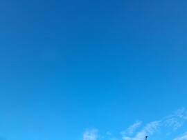 Makó