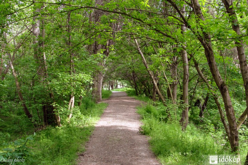 A marosi ártéri erdő áprilisban