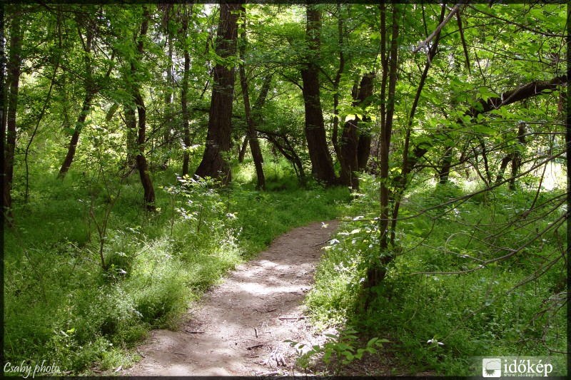 A marosparti erdőben délután