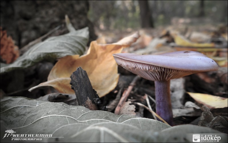 Alone in forest