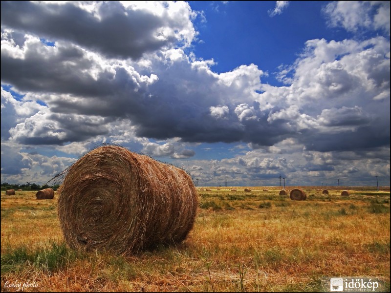 A nyári mező.