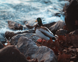 Balatonalmádi - kacsa