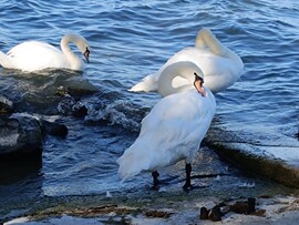 Balatonföldvár