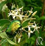 Erdő-mező apró szépségei.1