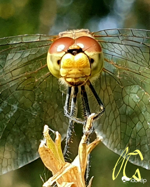 Ördögi mosoly...  :-)