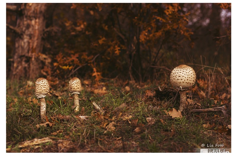 Macrolepiota procera