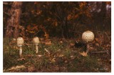 Macrolepiota procera