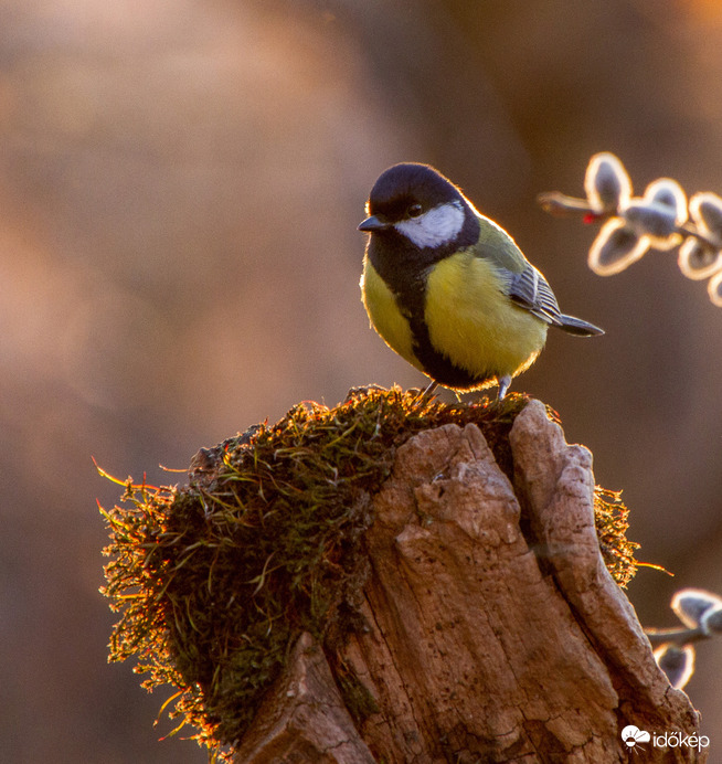 Cinege napkeltében.