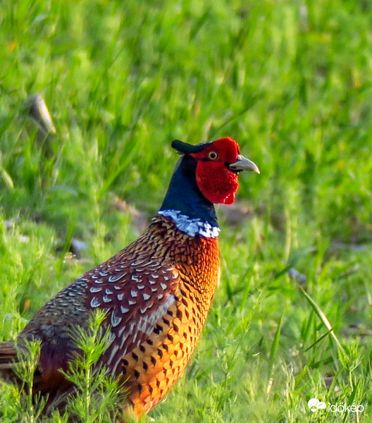 Fácánkakas