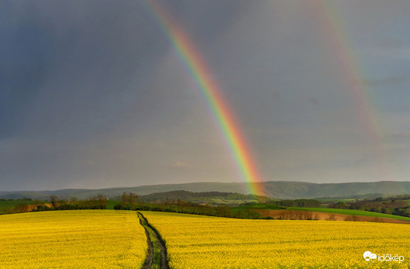 Szivárványos repcés